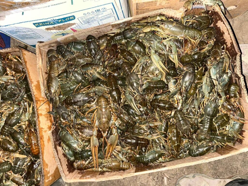 Житель Астрахани держал в гараже более полторы тонны живых раков