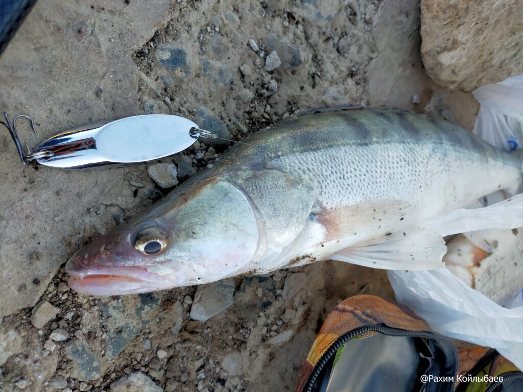 В реку Жайык вернулся судак – рыбаки Атырау в восторге
