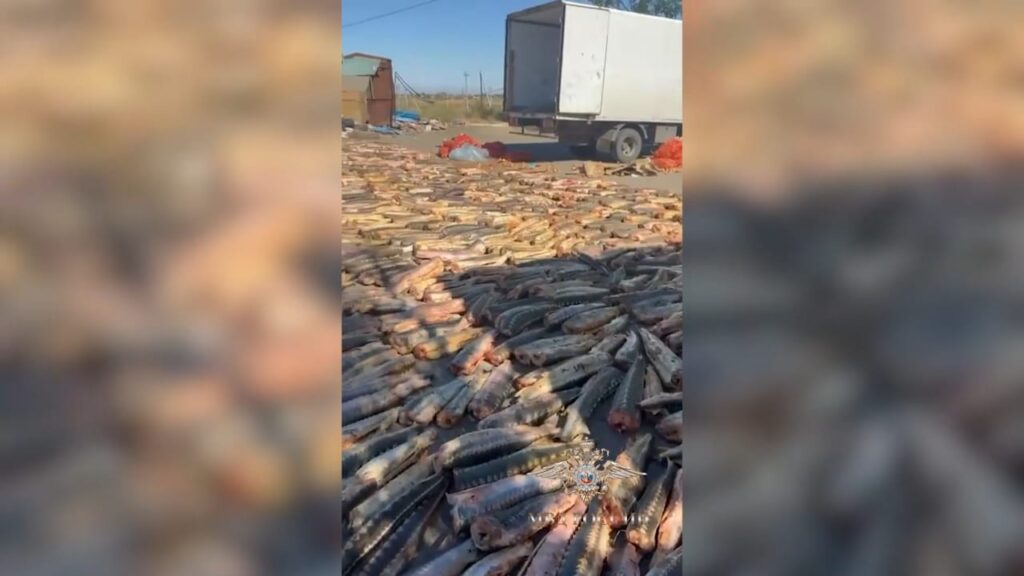 Более 1,8 тыс. осетров были спрятаны под мешками с луком в грузовике