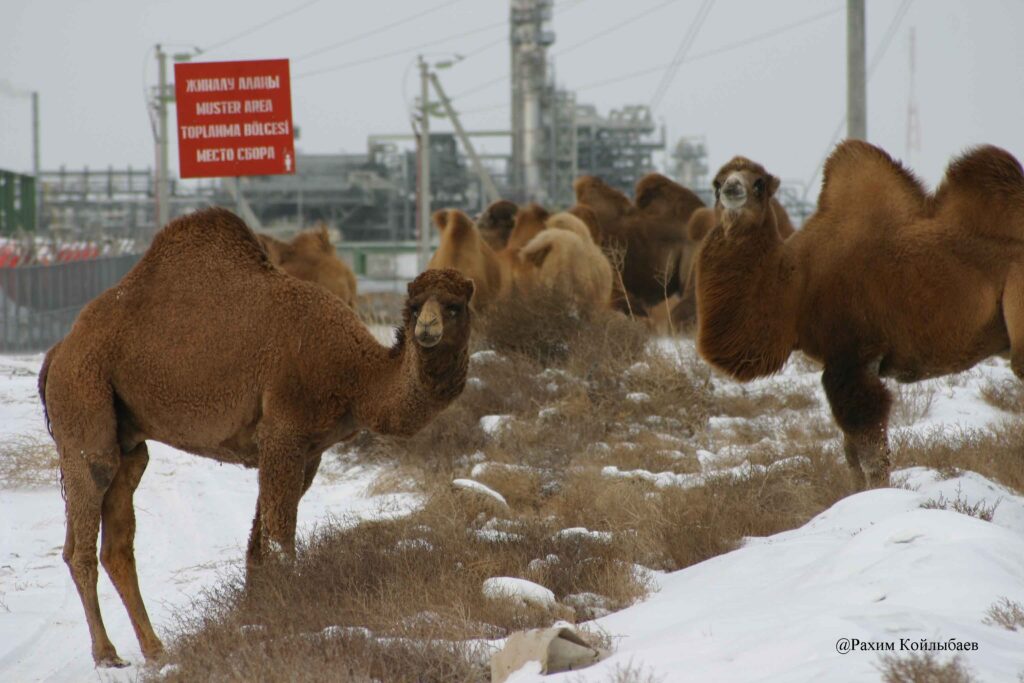 Опыт французских фермеров может быть внедрен в животноводстве Мангыстау
