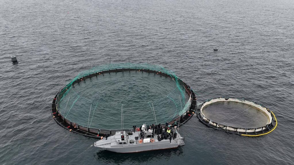 Морские садки в Мангыстауской области на Каспии зарыбляются форелью