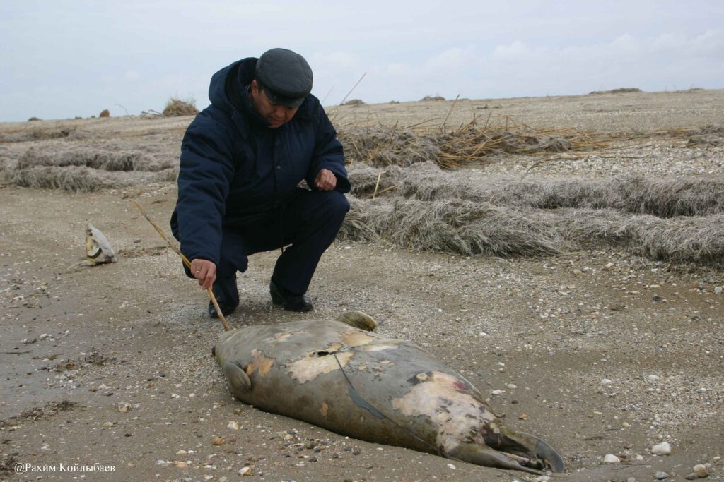 На побережье Каспийского моря обнаружено около 500 погибших тюленей