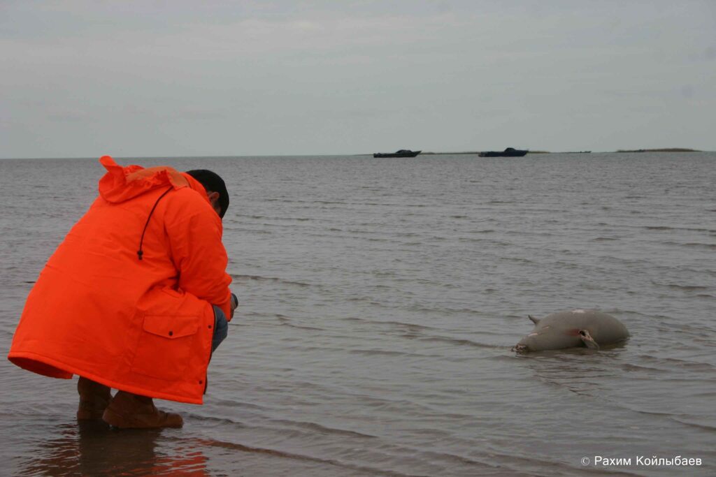 Около 800 погибших тюленей обнаружено на берегу Каспийского моря