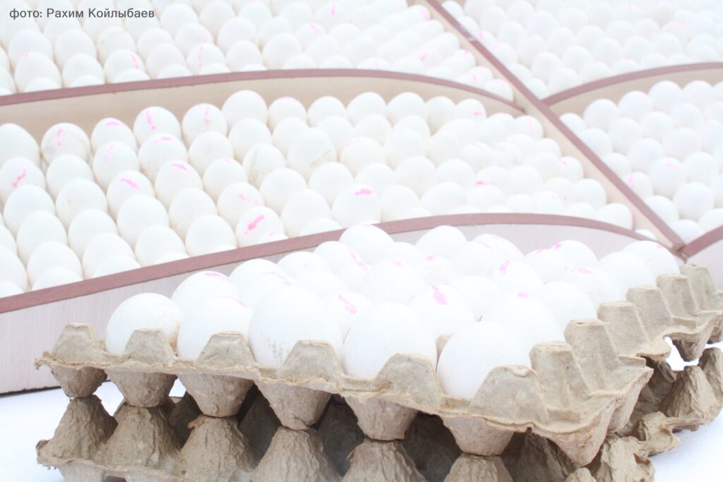 Введен временный запрет на ввоз куриных яиц на территорию Казахстана