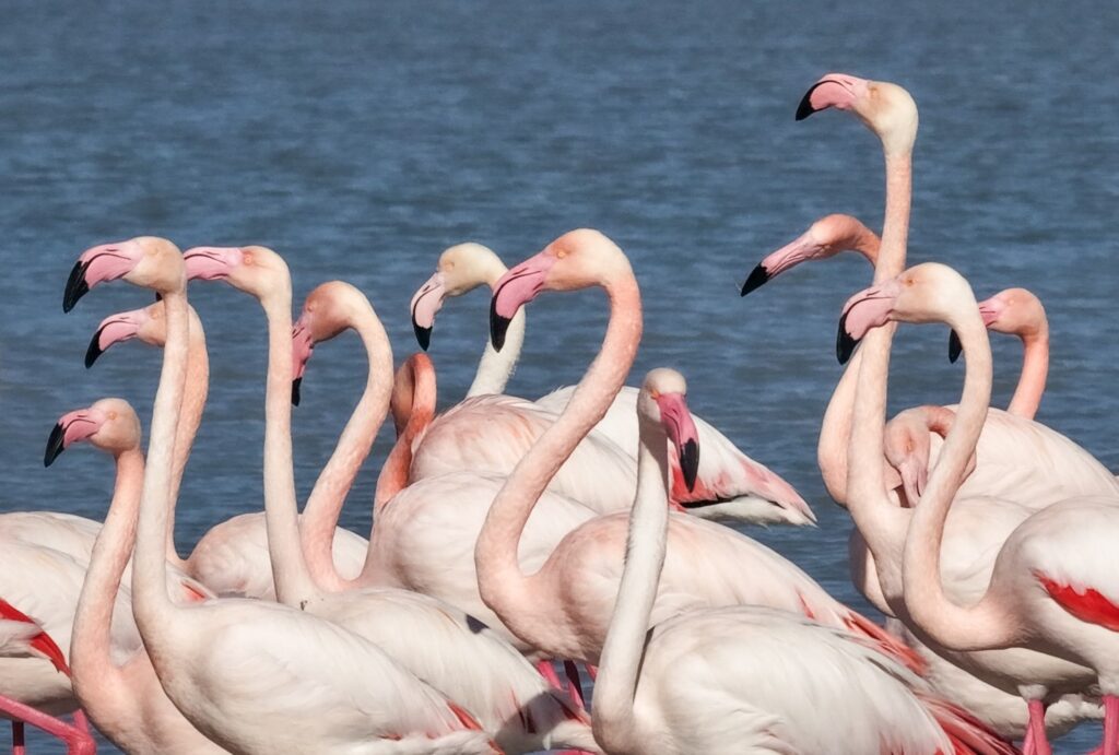Завораживающее видео из Мангыстау – возвращение розовых фламинго