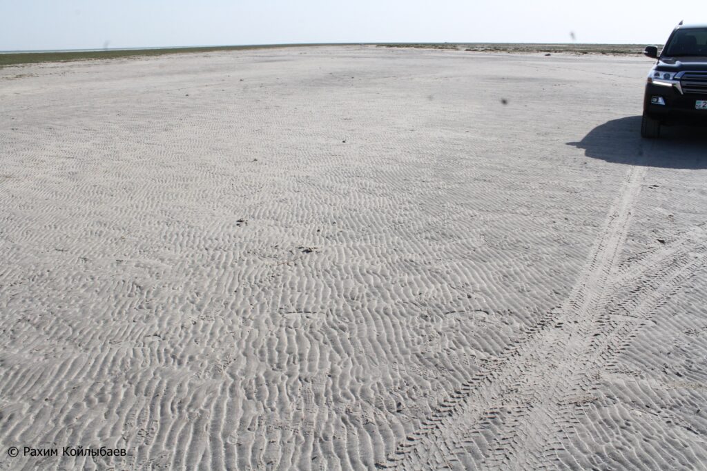 В Атырау планируют озеленять высохшие участки на побережье Каспия