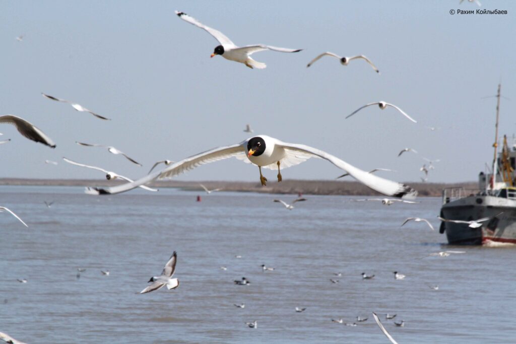 Казахстанский НИИ проведет комплексный мониторинг акватории Каспия