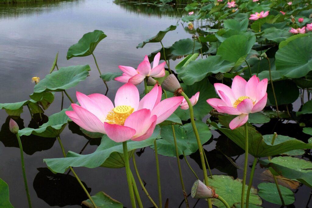 Lotus Fest-2026 в Атырауской области собрал более 40 тыс. гостей